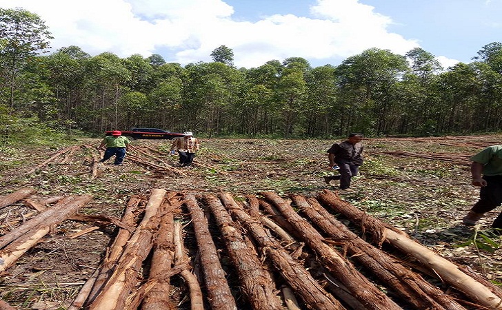 Kayu Akasia, Kayu Solid, Singa Jati Furniture