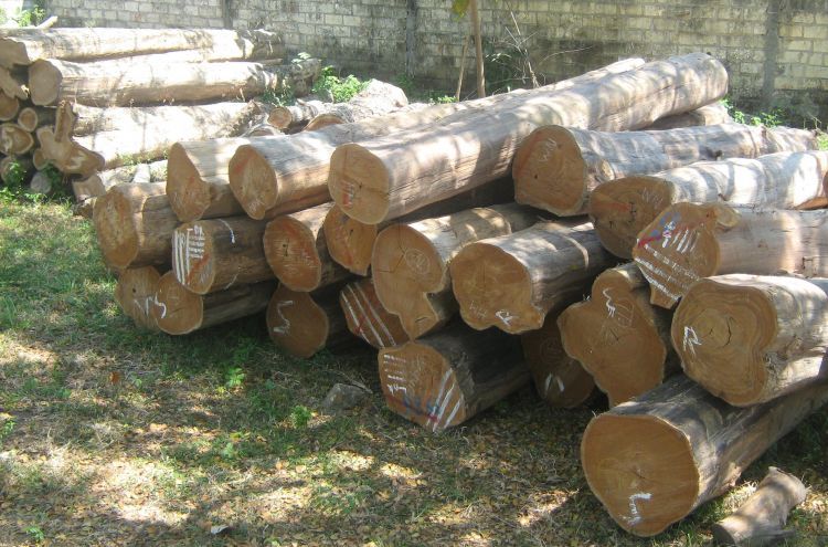 Jenis Kayu Jati Emas, Kayu Jati