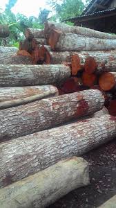 Kayu Mahoni, Kayu Solid, Singa Jati Furniture